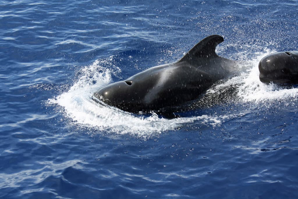 Whale Watching, Christianos