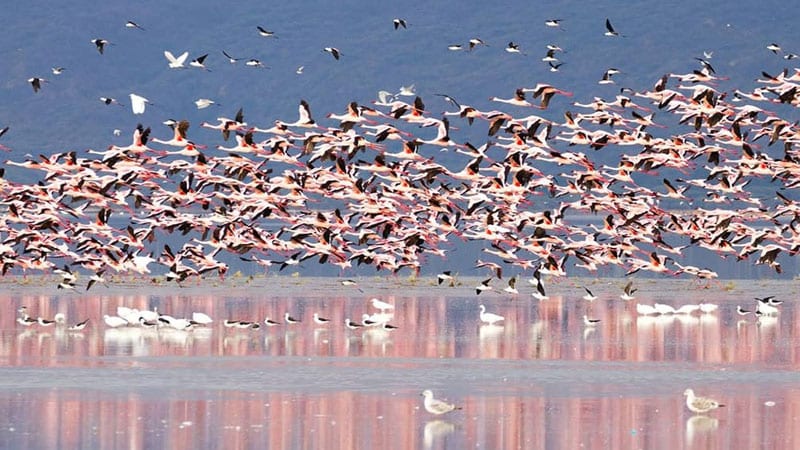 Evaneos Safari Tansania: Flamingos