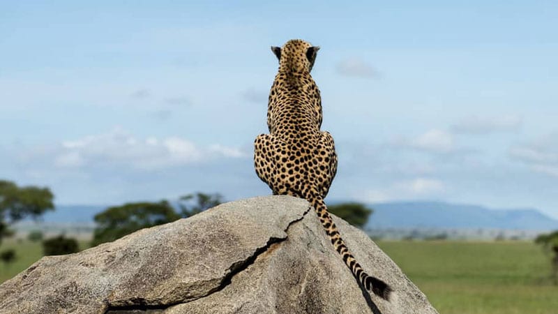 Evaneos Safari Tansania: Leopard