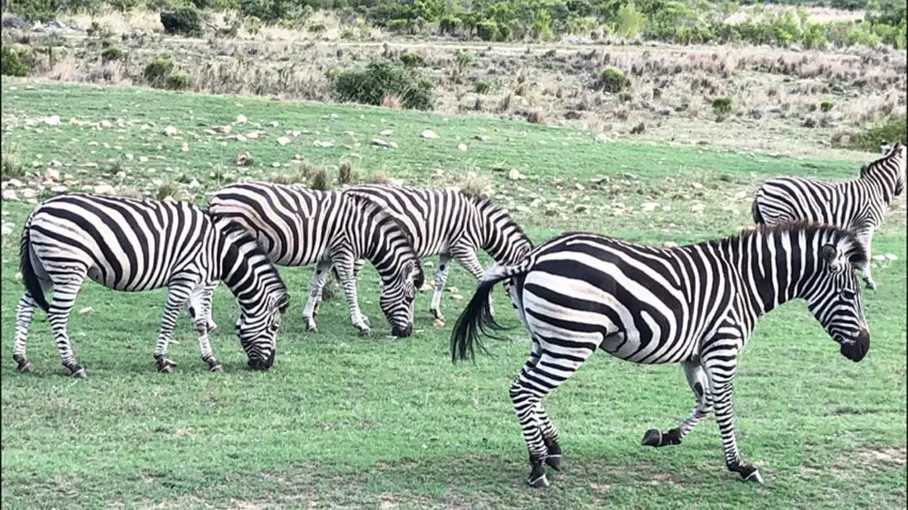 Gondwana Zebras