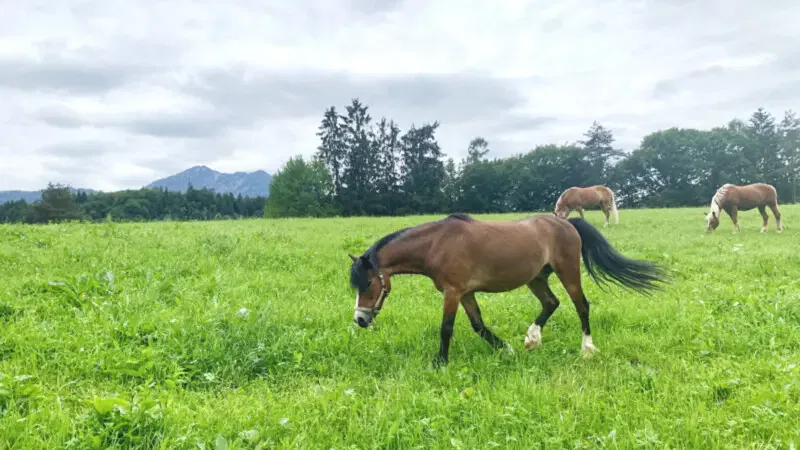 Haflingerhof Koppel © Foto: Andrea Fischer