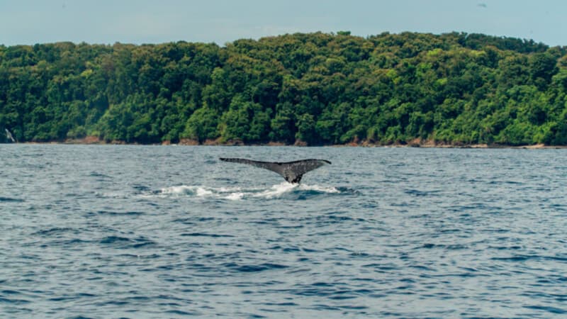Isla-del-Caño-Puntarenas-2.Bild© Costa Rica Tourism Board Isla-del-Caño-Puntarenas-2.Bild© Costa Rica Tourism Board
