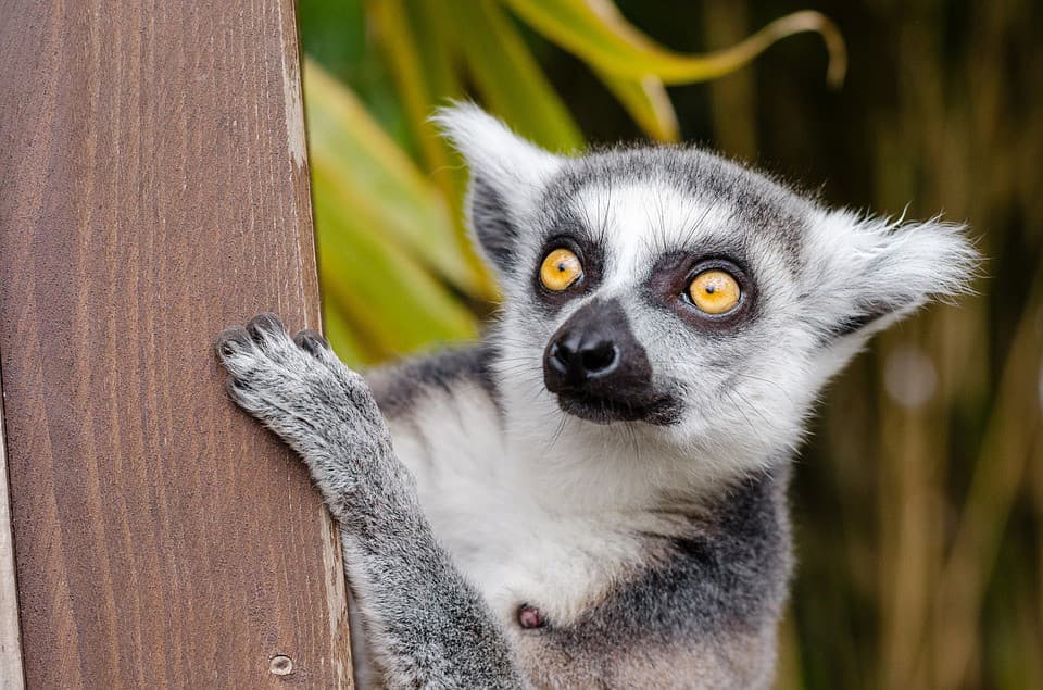 Für kleine und große Tierfreunde ist ein Besuch im Monkey Park auf Teneriffa sehr zu empfehlen. Hier gibt es viele exotische Tiere zu sehen. Manche dürfen sogar gefüttert und gestreichelt werden.