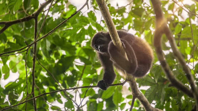 Mono-Congo-Corcovado-Puntar.Bild© Costa Rica Tourism Board Mono-Congo-Corcovado-Puntar.Bild© Costa Rica Tourism Board