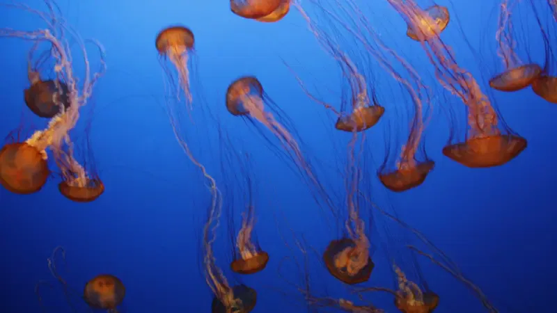 montere-bay-aquarium-quallen Foto: @Michael Hartenberger