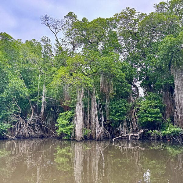 NH_Bentota_Ceysands_Mangroven-am-Wasserlauf Foto: © Andrea Fischer, Trips4Kids.de