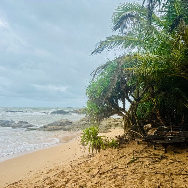 NH_Bentota_Ceysands_Palmen-Strand Foto: © Andrea Fischer, Trips4Kids.de