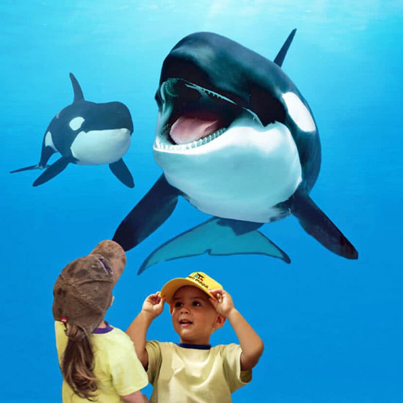 Orcas_Loro-Parque