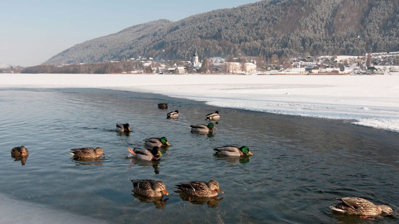 Region-Villach-Tourismus_Winterlandschaft_Ossiacher-See-1_Adrian-Hipp