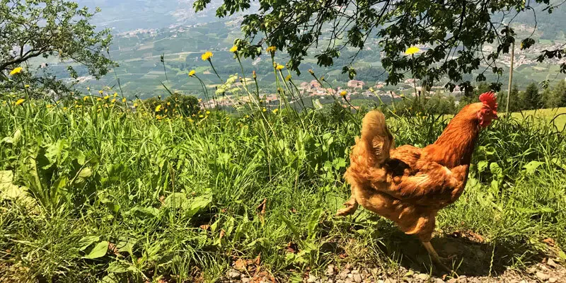 Wenn zwei Stadtkinder das Hofleben entdecken, geht's rund! Von Kräuter-Limo, grünen Eiern, verrückten Pony's, Heubetten, Brennesselknödeln und natürlich von roten Hähnen ... Urlaub auf dem Bauernhof in Schenna!