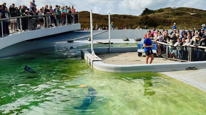 Seehunde-c-Saskia-Aaro,-Trips4kids.de