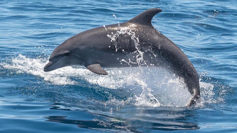 Teneriffa Whale Watching