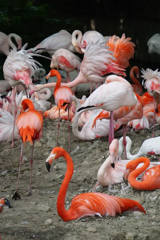 Tierpark Hellabrunn Flamingos