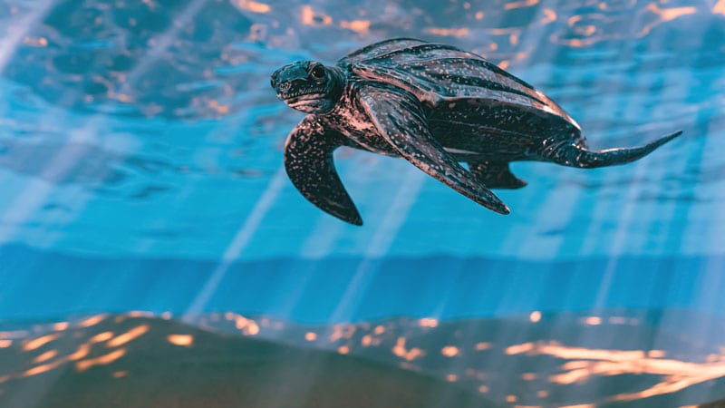 turtle-(c)-Bucuti-&-Tara-Beach-Resort