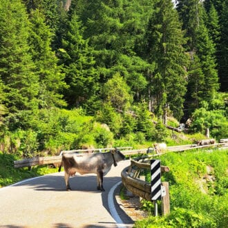 Valsugana - Kuh auf Bergstrasse Bild: A.Schmelter