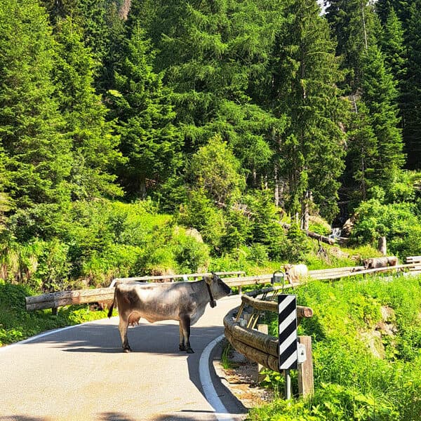 Valsugana - Kuh auf Bergstrasse Bild: A.Schmelter