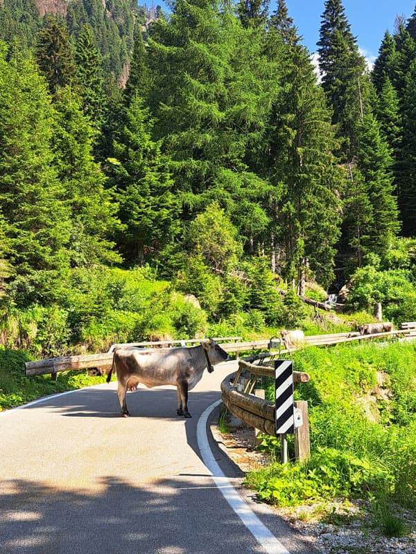 Valsugana - Kuh auf Bergstrasse Bild: A.Schmelter