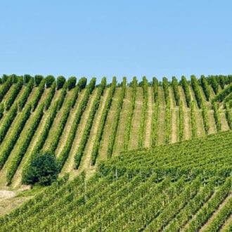 Weinberge-Schlossberg-Renchtal-Oberkirch