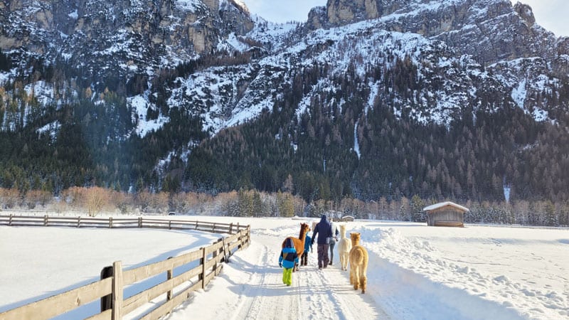 Winterwelt-mit-Lama-Wanderung