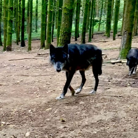 Wolfspark.Gueret Foto: © Andrea Fischer, Trips4Kids.de