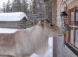 Ylitalon poromatkailu, Rentier zu Besuch am Fenster Foto: poromatkailu.fi