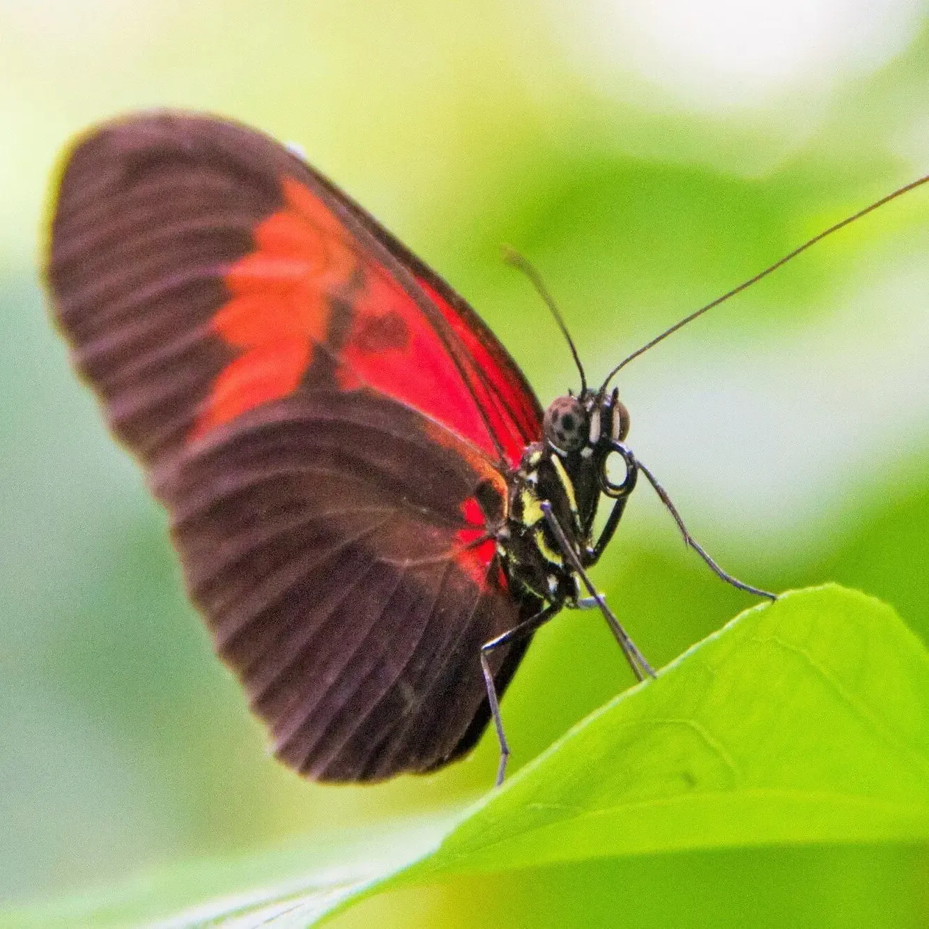 Schmetterlingsfarm-Usedom Schmetterling © Usedom Tourismus GmbH/Andreas Dumke
