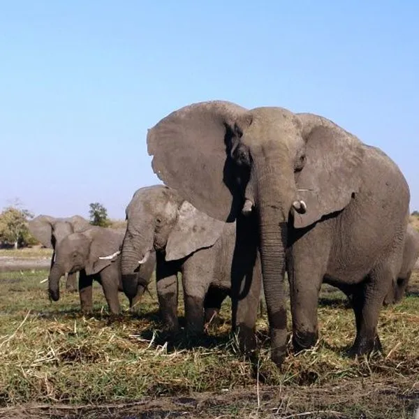 For Family Reisen-Safari mit Kindern_kl.Zuschnitt; Bild_PR