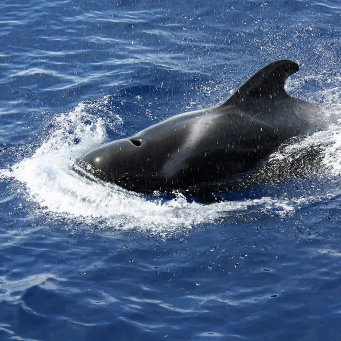 Schweinswale_Teneriffa