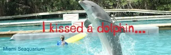 Seaquarium-Wide-Dolphin.Bild@Provided_by_Greater_Miami_Convention&Visitors_Bureau_www.gmcvb.com_slider-Trips4Kids.de