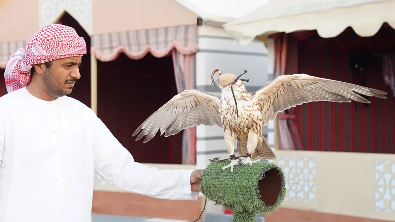 Abu_Dhabi_Wuestensafari-Falke-im-Wuestencamp.Bild.Laura_Geyer.quer Abu Dhabi - Wuestensafari Falke im Camp Bild: Laura Geyer