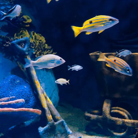 Alpentherme Gastein - Aquarium Bild: Marktl Photography