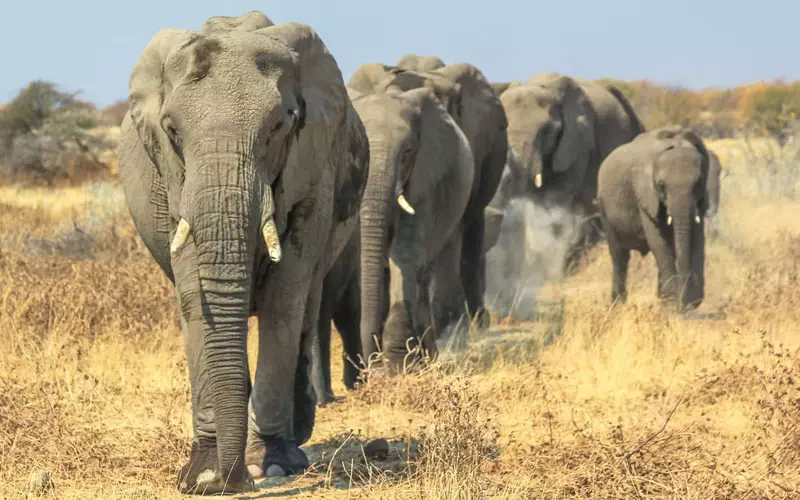 Evaneos Safari Tansania: Elefanten
