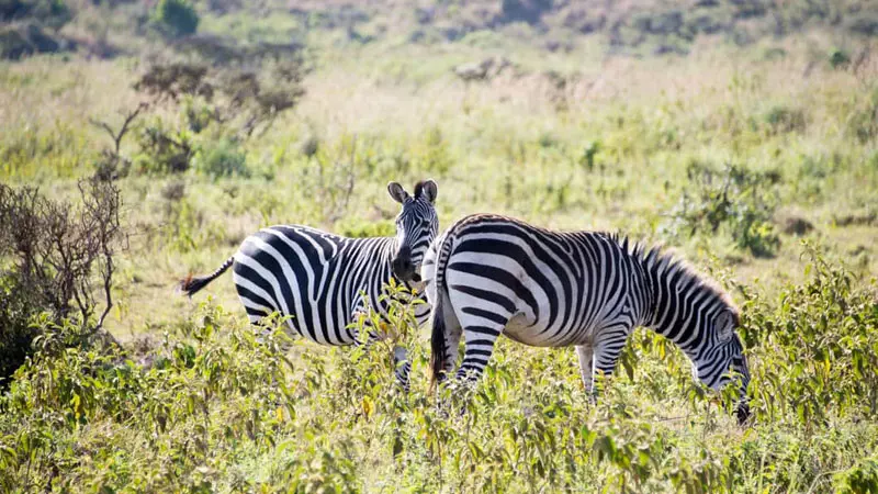 Evaneos Safari Tansania: Zebras