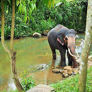 Evaneos Sir Lanka: Elefanten