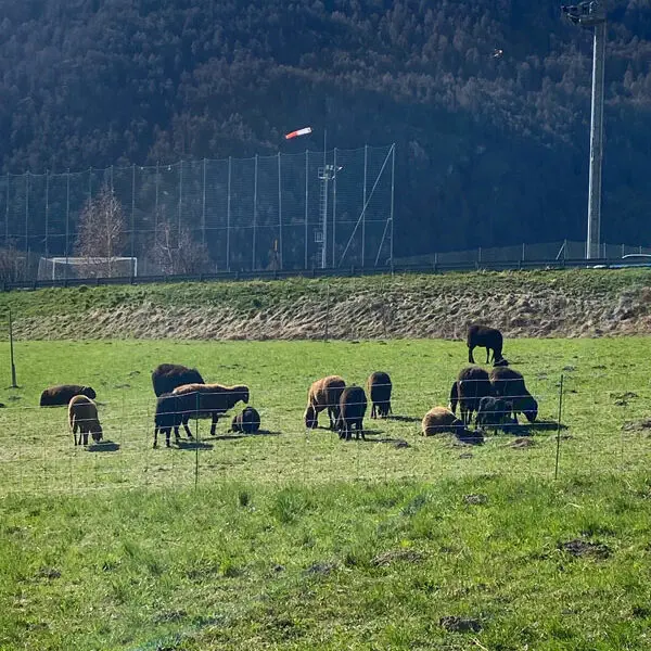 Garberhof_Schafe.Bild.SMH.10 Garberhof - Schafe beim Nachbarn