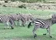 Gondwana Zebras
