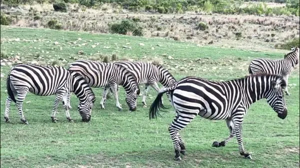 Gondwana-Zebras.Bild-T4K.slider Gondwana Zebras