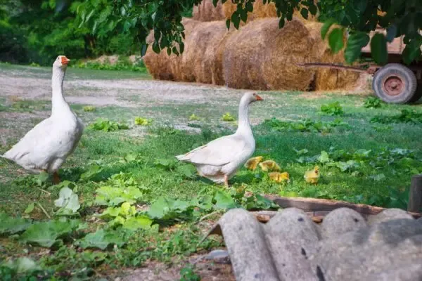 GutOberstockstall_Enten©LuisSteinkellner.1 Gut Oberstockstall Enten