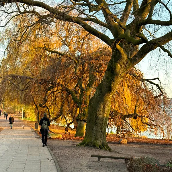 Herbstbaum-Alster Foto: © Andrea Fischer Trips4Kids.de