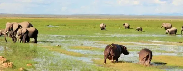 Kenia_Amboseli_Nationalpark–Elefanten_und_Flußpferde.Bild@A.Friedlaender.slider