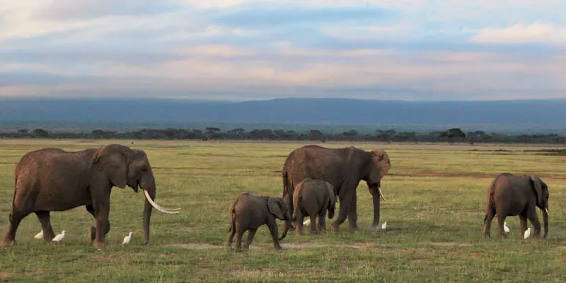 kenia safari mit kindern