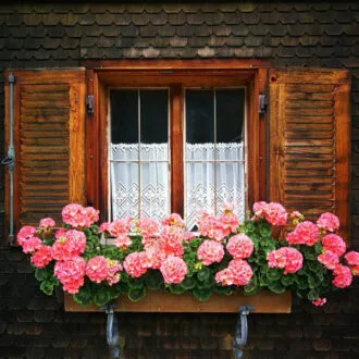 Montafoner Hausweg Fenster mit Geranien