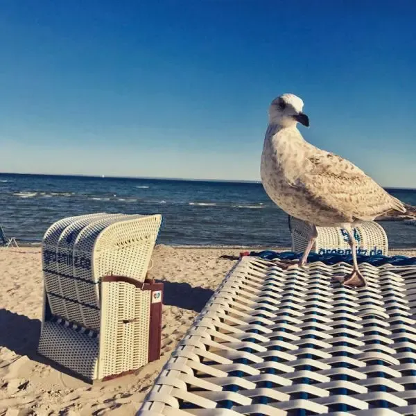 Ostsee Möwe Strandkorb