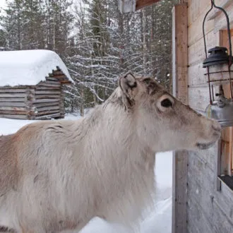 Ylitalon poromatkailu, Rentier zu Besuch am Fenster Foto: poromatkailu.fi