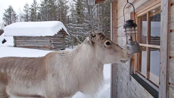 Ylitalon poromatkailu, Rentier zu Besuch am Fenster Foto: poromatkailu.fi
