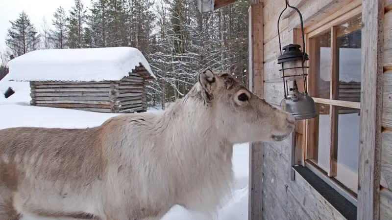 Ylitalon poromatkailu, Rentier zu Besuch am Fenster Foto: poromatkailu.fi