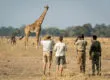 Robin Pope Safaris Erlebnisse Sambia - Giraffen Bild: Diamonde PR