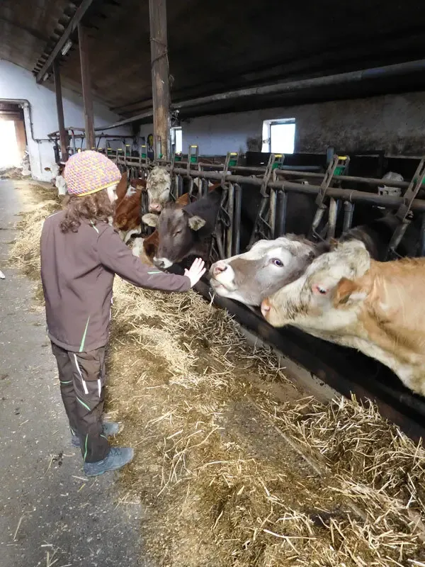 Thomahof_Kuhstall-Fuetterung.Bild@A.Schmelter.6 Thomahof Kustall Fuetterung