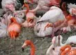 Tierpark Hellabrunn Flamingos