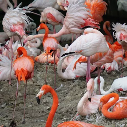 Tierpark Hellabrunn Flamingos